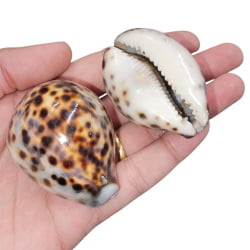 Búzio Tigre Natural Grande com Furo para Pingente e Artesanato - GRANDE - UND Búzio Tigre Natural Grande com Furo para Pingente e Artesanato - GRANDE - UND