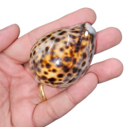 Búzio Tigre Natural Grande com Furo para Pingente e Artesanato - GRANDE - UND Búzio Tigre Natural Grande com Furo para Pingente e Artesanato - GRANDE - UND